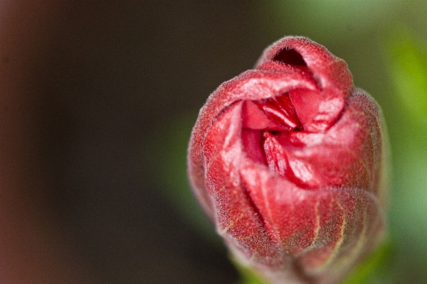 Tree nature branch blossom Photo