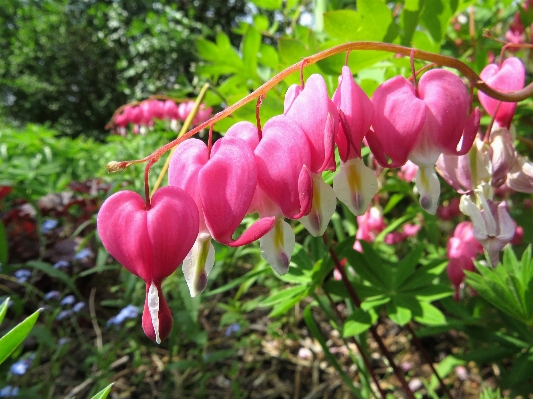 Nature blossom plant flower Photo