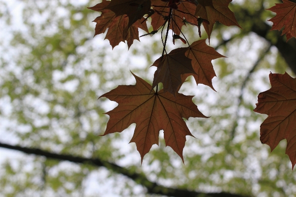 Tree nature branch blossom Photo