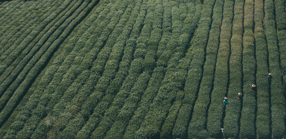 Arbeiten natur menschen wachstum