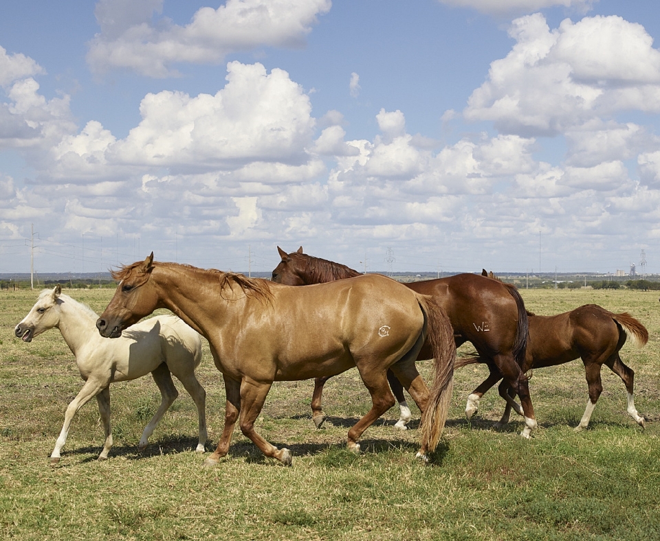 Meadow running animal portrait