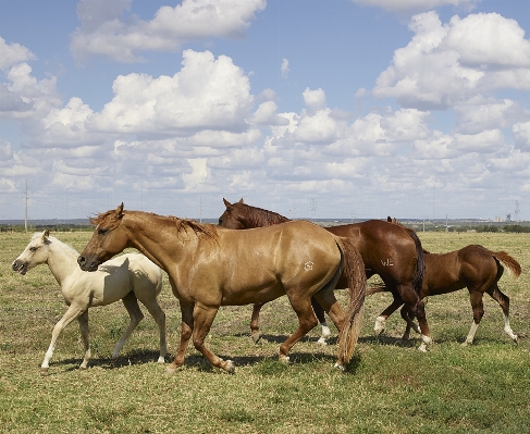 Meadow running animal portrait Photo