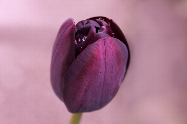 Blossom plant photography flower Photo