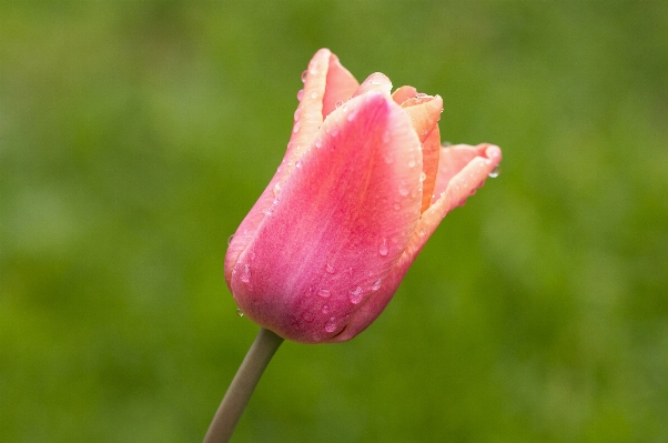 Blossom plant flower petal Photo