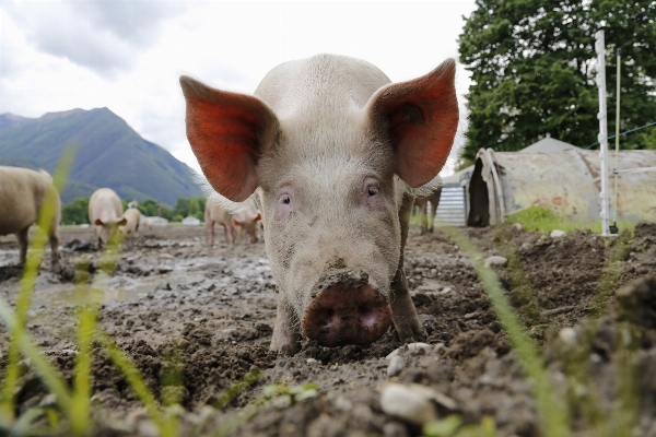 Foto Azienda agricola pascolo
 bestiame mammifero