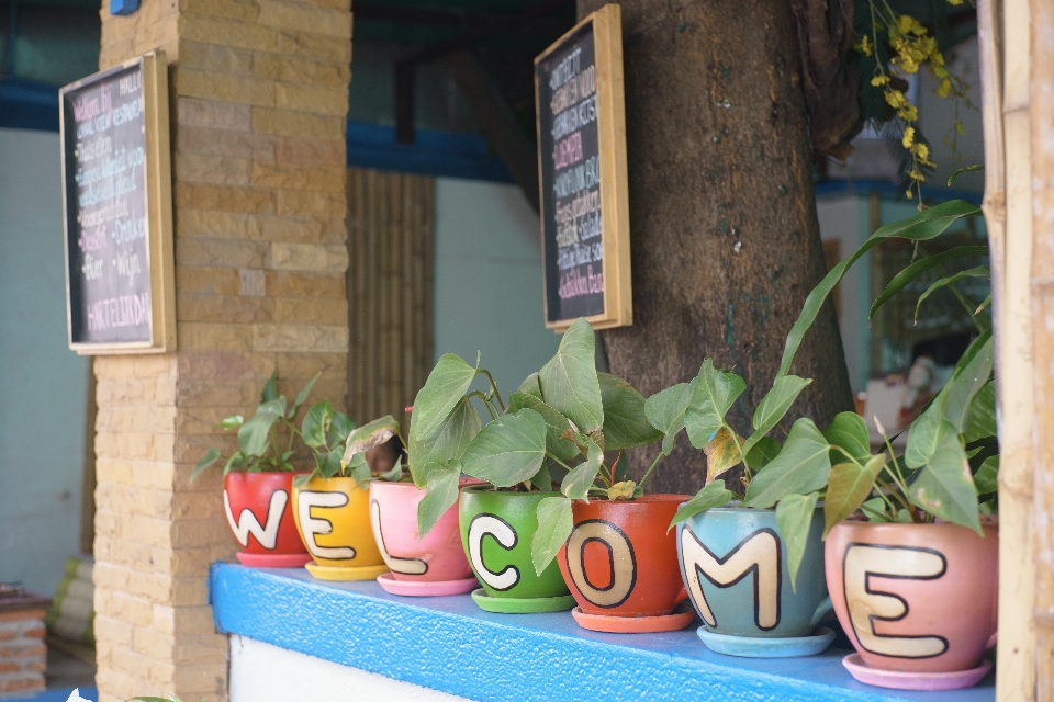 Plant flower restaurant welcome