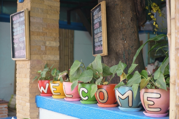 Plant flower restaurant welcome Photo