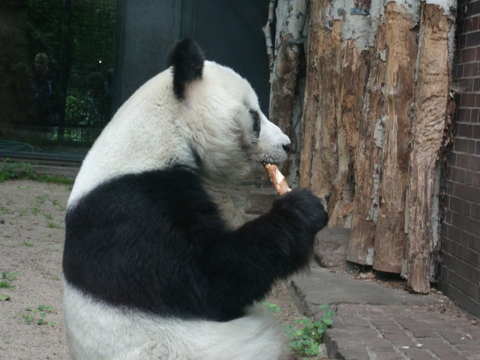 Niedźwiedź ogród zoologiczny ssak jeść