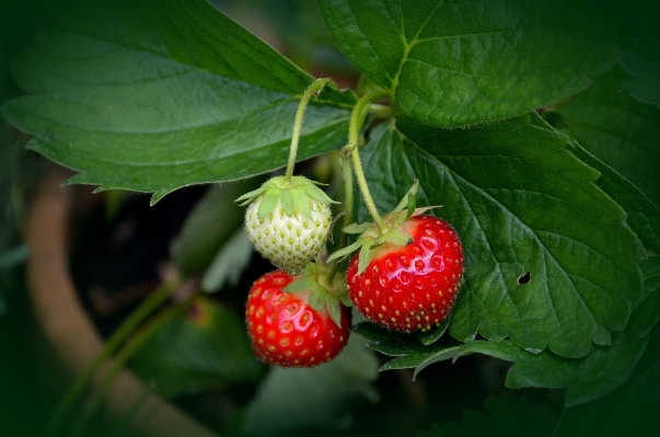 Nature plant fruit berry Photo