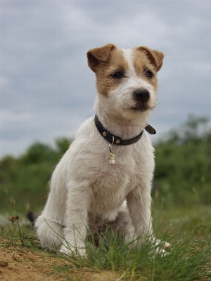 Hund tier niedlich eckzahn
 Foto