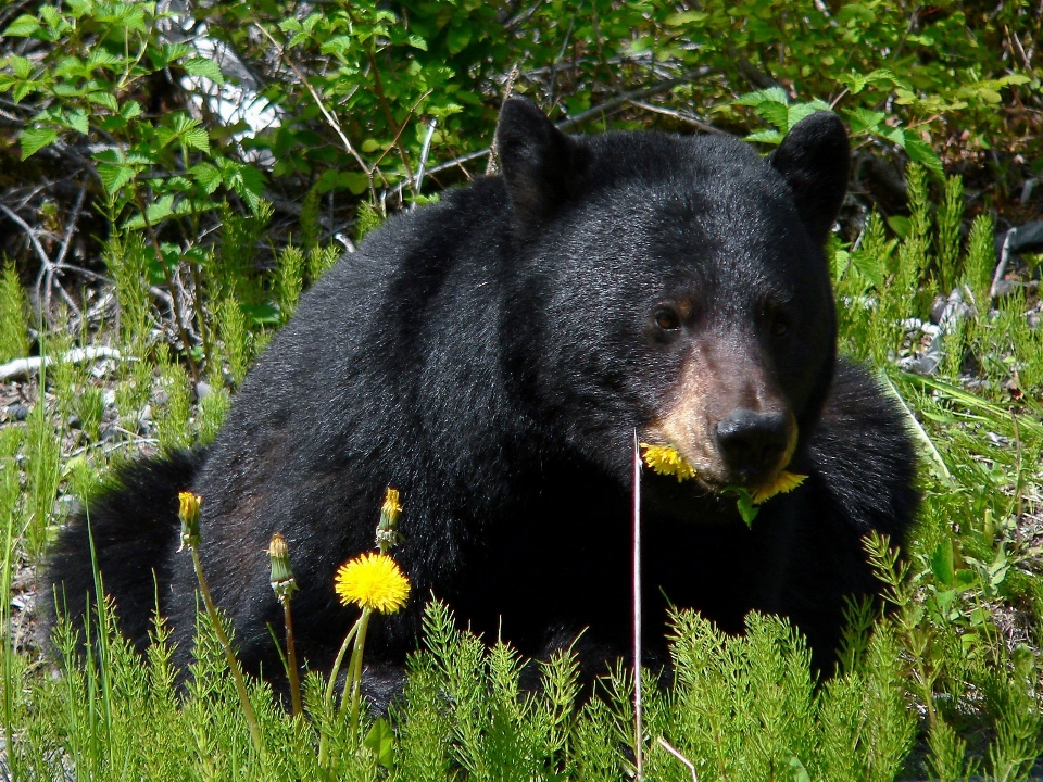 Natura pustynia
 niedźwiedź dzikiej przyrody