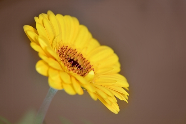 Blossom plant photography flower Photo