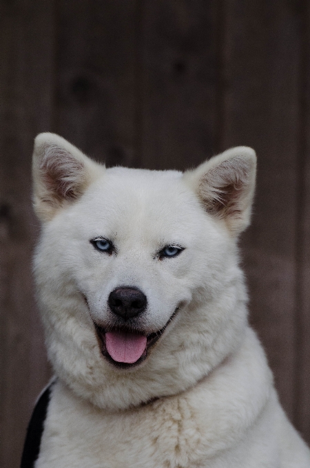 Weiss hund porträt säugetier