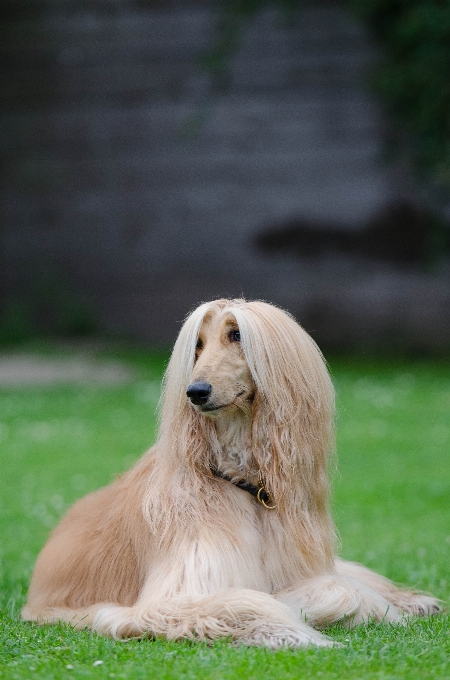 Köpek kürk uzay memeli