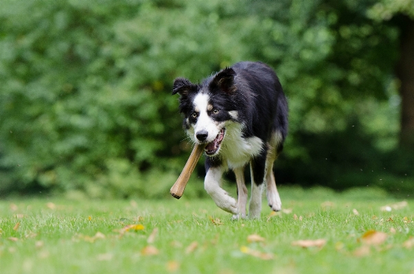 Grass meadow sweet dog Photo