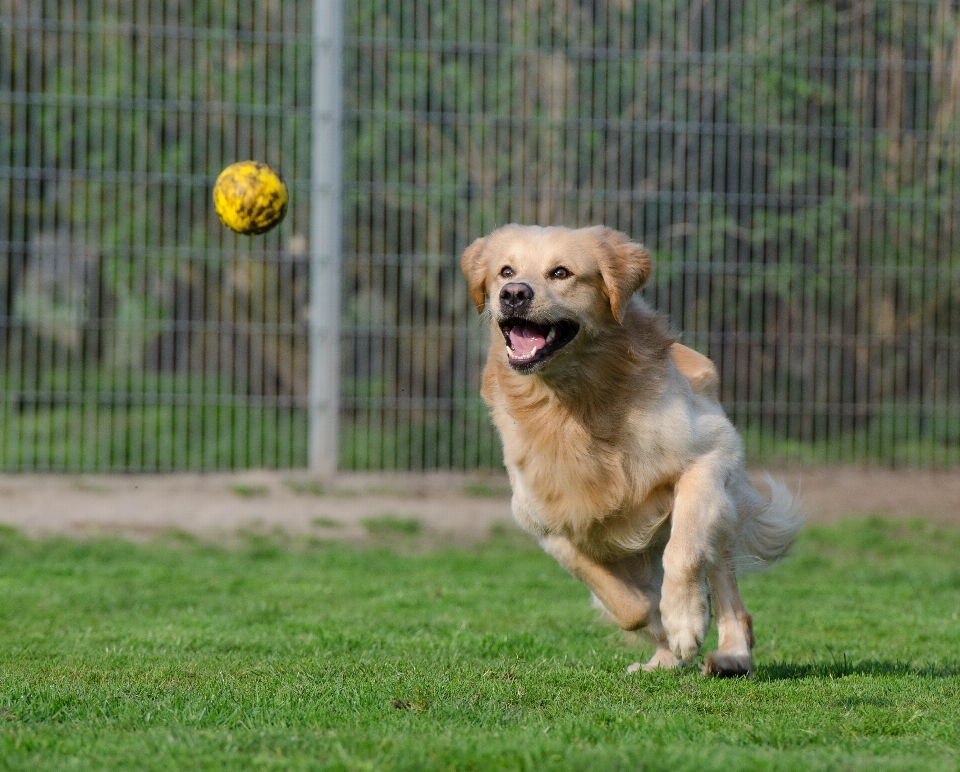 çayır
 köpek yavrusu memeli