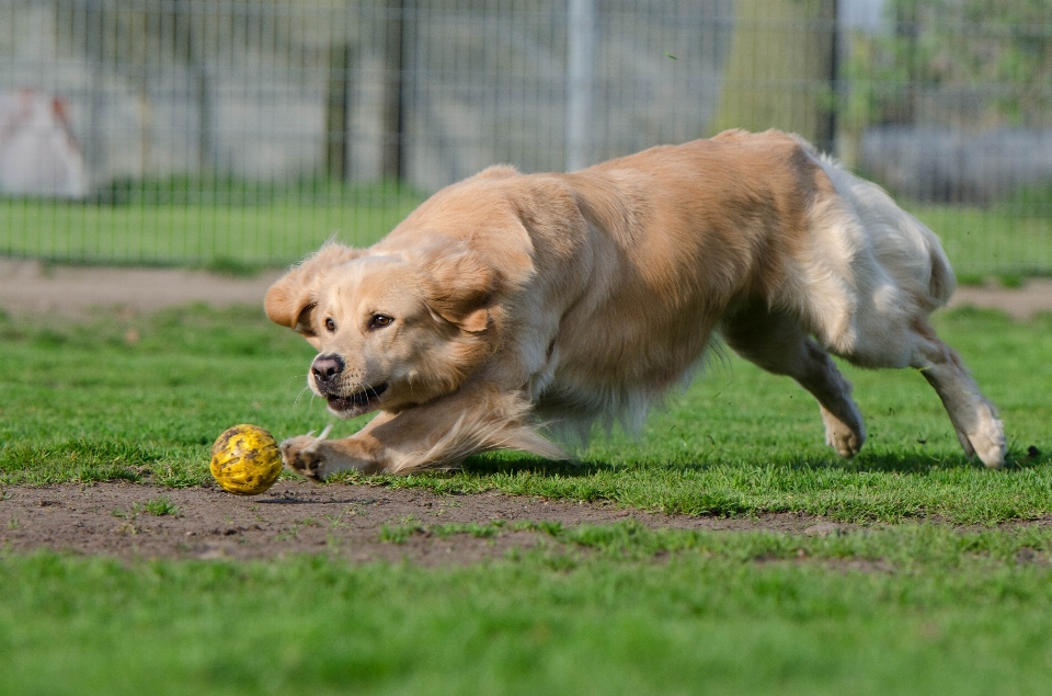 Chiot chien été mammifère