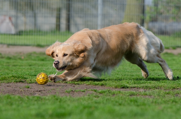 Puppy dog summer mammal Photo