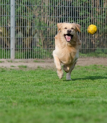 Meadow puppy dog mammal Photo