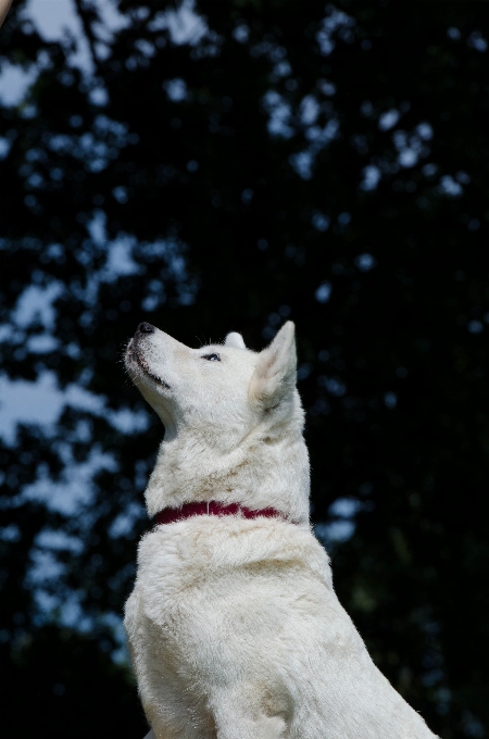 Salju musim dingin putih anak anjing