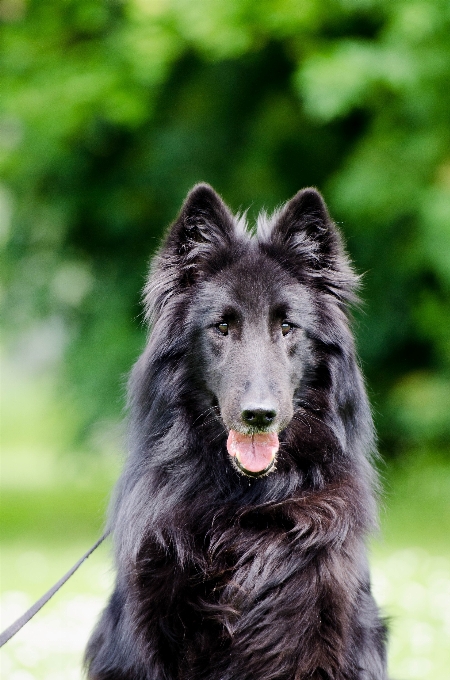 Cachorro macho bicho de estimação pelagem