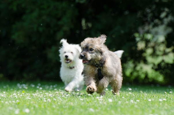 Grass play sweet puppy Photo