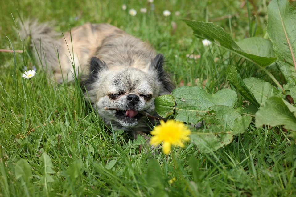 Prato
 fiore pavimento cane