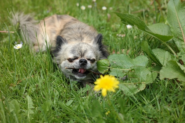 Meadow flower floor dog Photo