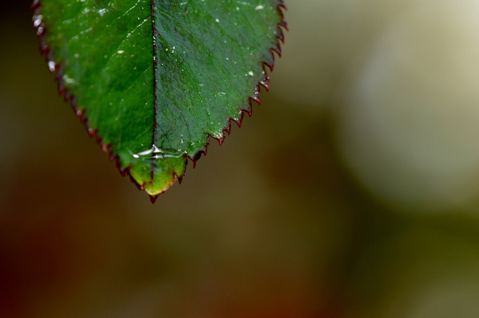 Tree water nature branch