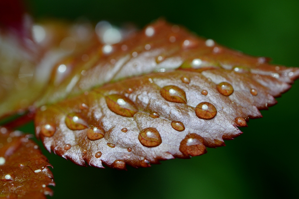 水 自然 植物 写真撮影