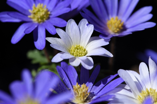 Blossom plant flower petal Photo