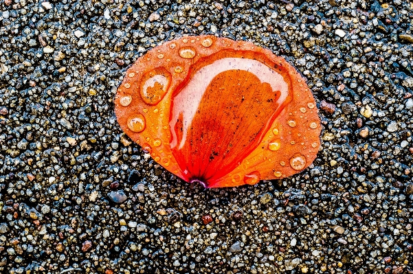 Water rain leaf flower Photo