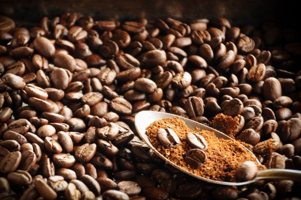 コーヒー 粒 食べ物 生産 写真