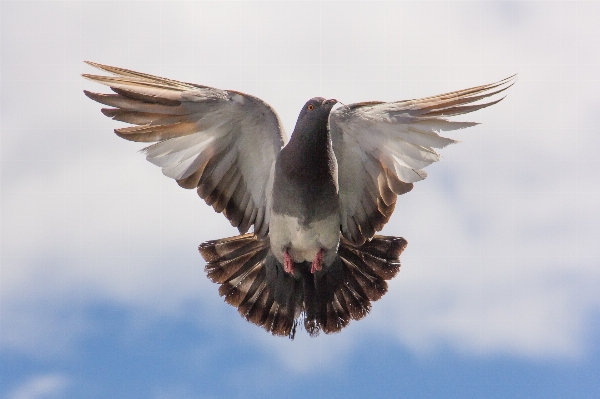 Bird wing wildlife beak Photo