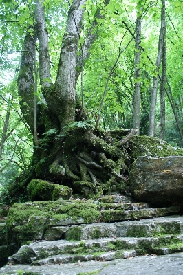 Photo Arbre nature forêt région sauvage
