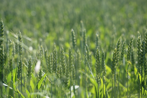 Nature grass growth plant Photo