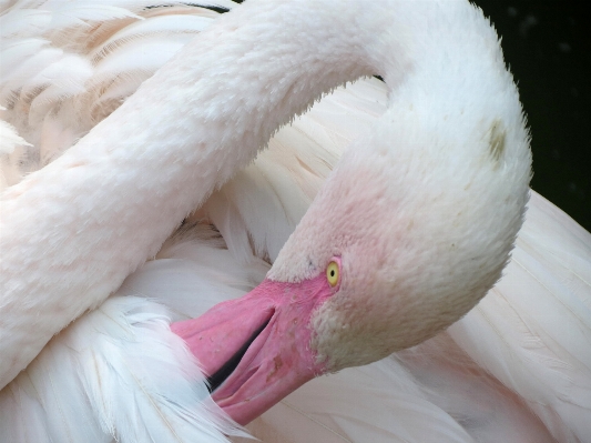 Foto Natureza pássaro asa bico