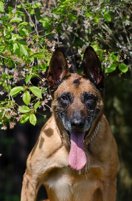 Foto Cachorro verão retrato mamífero