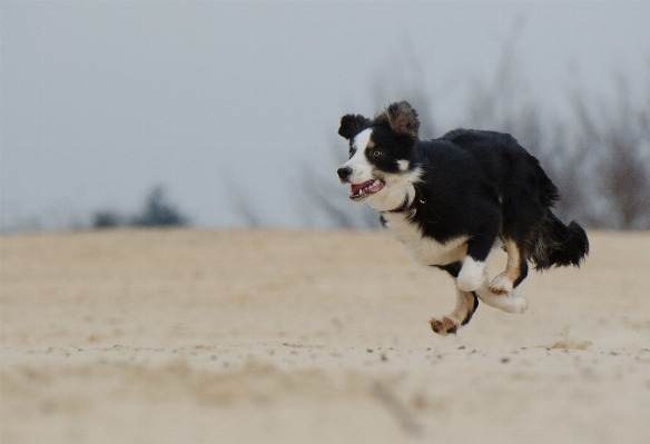 Beach dog summer mammal Photo