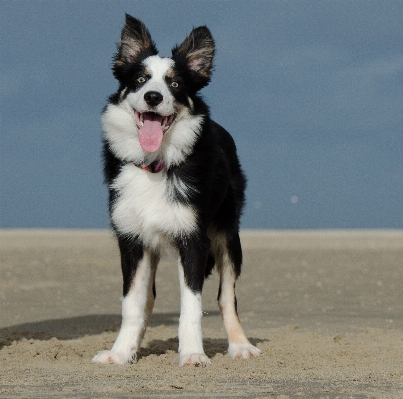 Beach dog summer mammal Photo