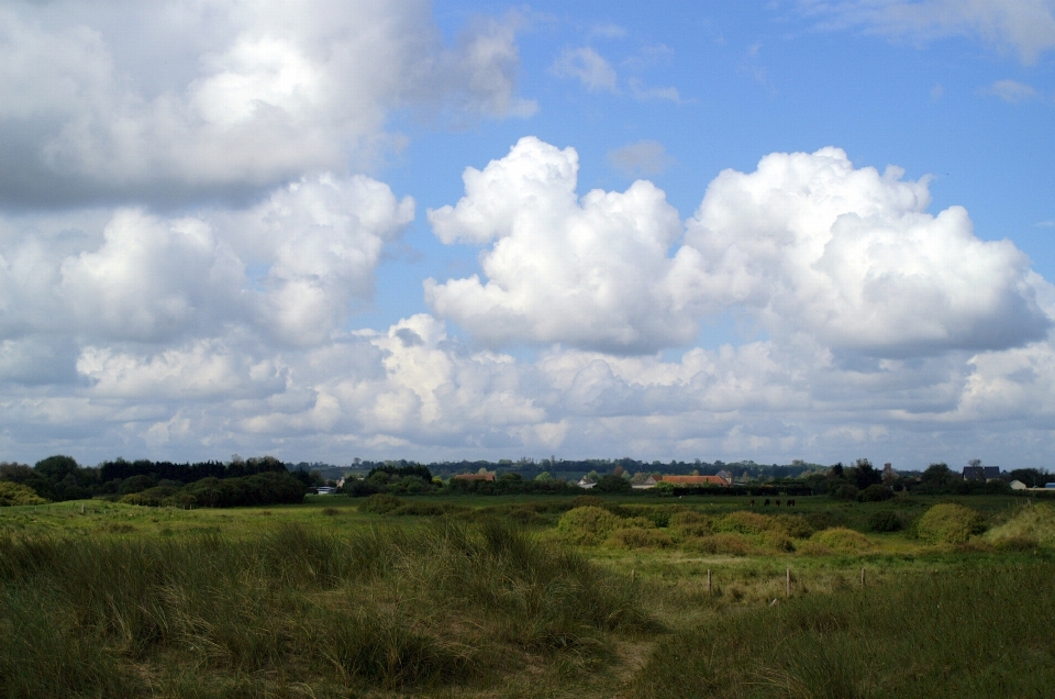 Landscape nature grass horizon