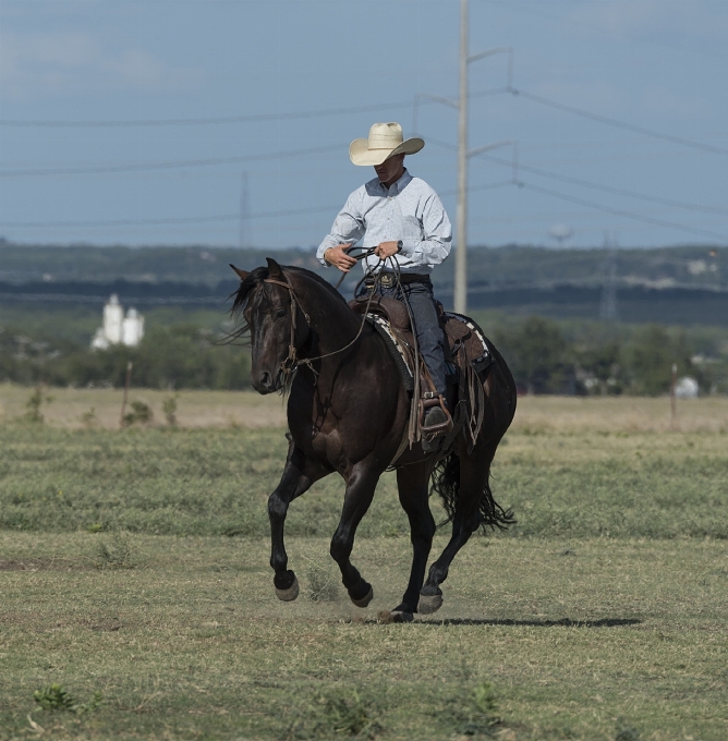 Corda animal país rancho
