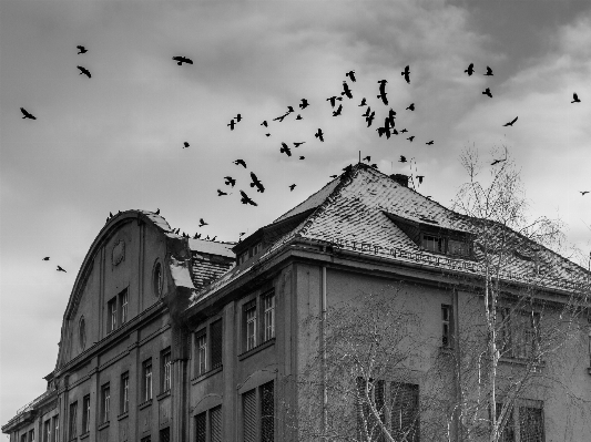 Bird black and white building Photo