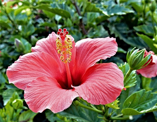 Nature outdoor blossom plant Photo