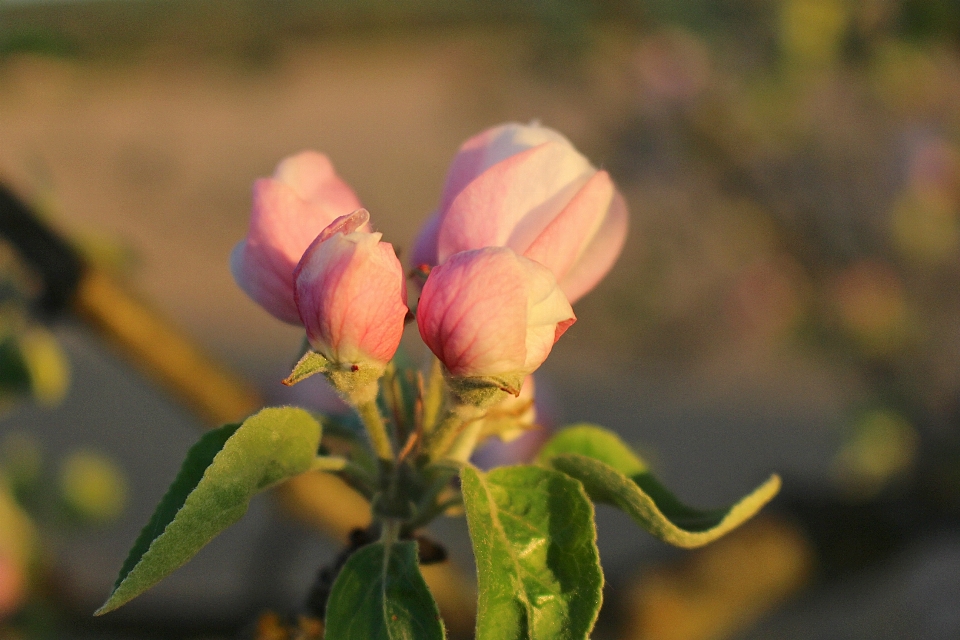 Nature branch blossom plant