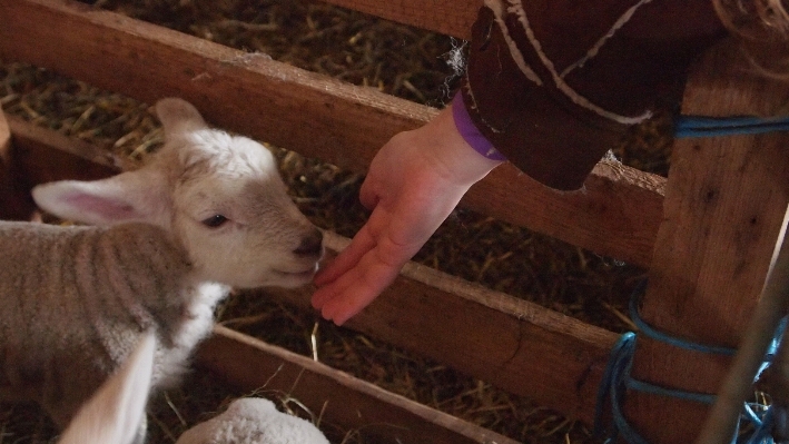 Foto Tangan gadis kambing musim semi