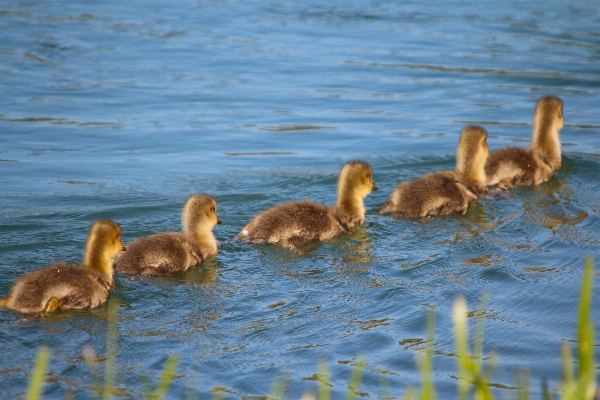 Bird wildlife young reflection Photo