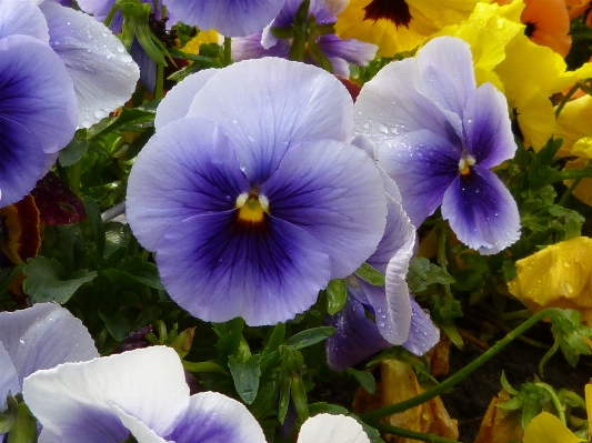 Blossom plant flower purple Photo