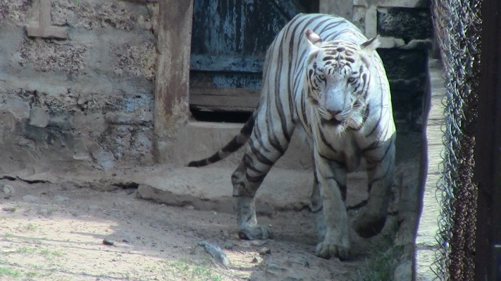 White animal wildlife wild Photo