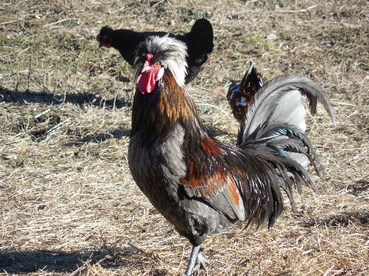 Nature bird white farm Photo